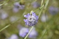 Transylvanian scabious