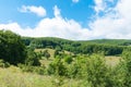 Transylvanian summer landscape, beautiful wild flowers, intact nature,