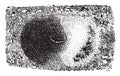 Trap antlion larvae, vintage engraving