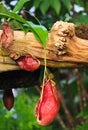 Trap flower (plant anatomy) nepenthes pitfall trap