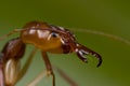 Trap jaw ant Royalty Free Stock Photo