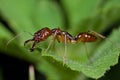 Trap jaw ant Royalty Free Stock Photo