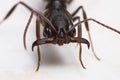 Trap-jaw ant close up Royalty Free Stock Photo