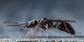 Trap jaw ant Royalty Free Stock Photo