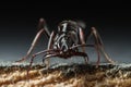 Trap jaw ant Royalty Free Stock Photo