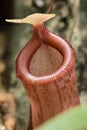 Trap mouth of nepenthes carnivorous plant Royalty Free Stock Photo