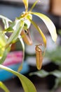 The trap of the Nepenthes, tropical pitcher plant, carnivorous houseplant, closeup Royalty Free Stock Photo