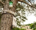 Trap for pine processionary caterpillar on the trunk of a coniferous tree Royalty Free Stock Photo