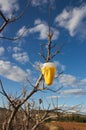 A trap to catch flies that spoil the fruit on a pruned tree after winter