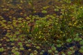 Flowering Lake surface. Water caltrop.