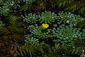 Flowering Lake surface. Water caltrop.