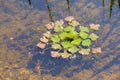 Trapa Natans (Water Chestnut) Royalty Free Stock Photo