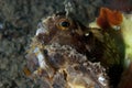 Trapania invertebrate walking on the sponge