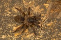 Trapdoor spider, genus Tigidia of the brush footed spider family Barychelidae Royalty Free Stock Photo