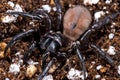 Trapdoor Spider Royalty Free Stock Photo