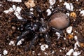 Trapdoor Spider Royalty Free Stock Photo