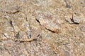 Trapelus agilis , Brilliant ground agama camouflaged on rocks Royalty Free Stock Photo