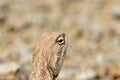 Trapelus agilis , Brilliant ground agama head portrait Royalty Free Stock Photo