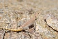 Trapelus agilis , Brilliant ground agama on rocks Royalty Free Stock Photo