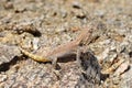 Trapelus agilis , Brilliant ground agama on rocks Royalty Free Stock Photo