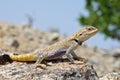 Trapelus agilis , Brilliant ground agama on rocks Royalty Free Stock Photo