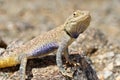 Trapelus agilis , Brilliant ground agama on rocks Royalty Free Stock Photo