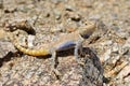 Trapelus agilis , Brilliant ground agama on rocks Royalty Free Stock Photo