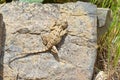 Trapelus ruderatus , Horny-scaled Agama on rock