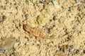 Trapelus ruderatus , Horny-scaled Agama