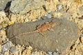 Trapelus ruderatus , Horny-scaled Agama on rock