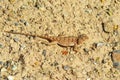 Trapelus ruderatus , Horny-scaled Agama