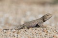 Trapelus Sanguinolentus, Lizard From The Family Of Agama. Steppe Agama.Large Steppe Lizard Trapelus Sangoinolentus Is Heated On Th