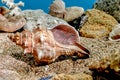 Trapezium fascilarium seashell underwater