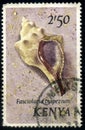 Trapezium Horse Conch Fasciolaria trapezium, circa 1971