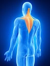 The trapezius