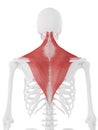 The Trapezius