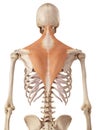 The trapezius Royalty Free Stock Photo