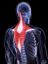 The trapezius muscle