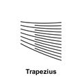 Trapezius, organ icon. Element of human organ icon. Thin line icon for website design and development, app development. Premium Royalty Free Stock Photo