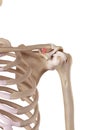 The trapezoid ligament Royalty Free Stock Photo