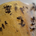 Trapped Flies Royalty Free Stock Photo