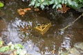 Trapped Koi in a Pond