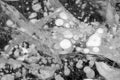 Trapped methane bubbles frozen into the water under the thick cracked and folded ice on Abraham Lake, located in the Kootenay Royalty Free Stock Photo