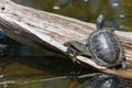 Trapped Turtle by a Pond Royalty Free Stock Photo