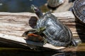 Trapped Turtle by a Pond Royalty Free Stock Photo