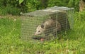 Trapped Virginia Opossum