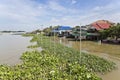 Trapped Water Hyacinth Royalty Free Stock Photo