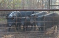 Trapped Wild Hogs Royalty Free Stock Photo