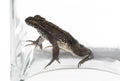 Trapped young toad in a glass vase. Royalty Free Stock Photo