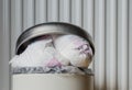 Trash bin full of used diapers. Close up Royalty Free Stock Photo